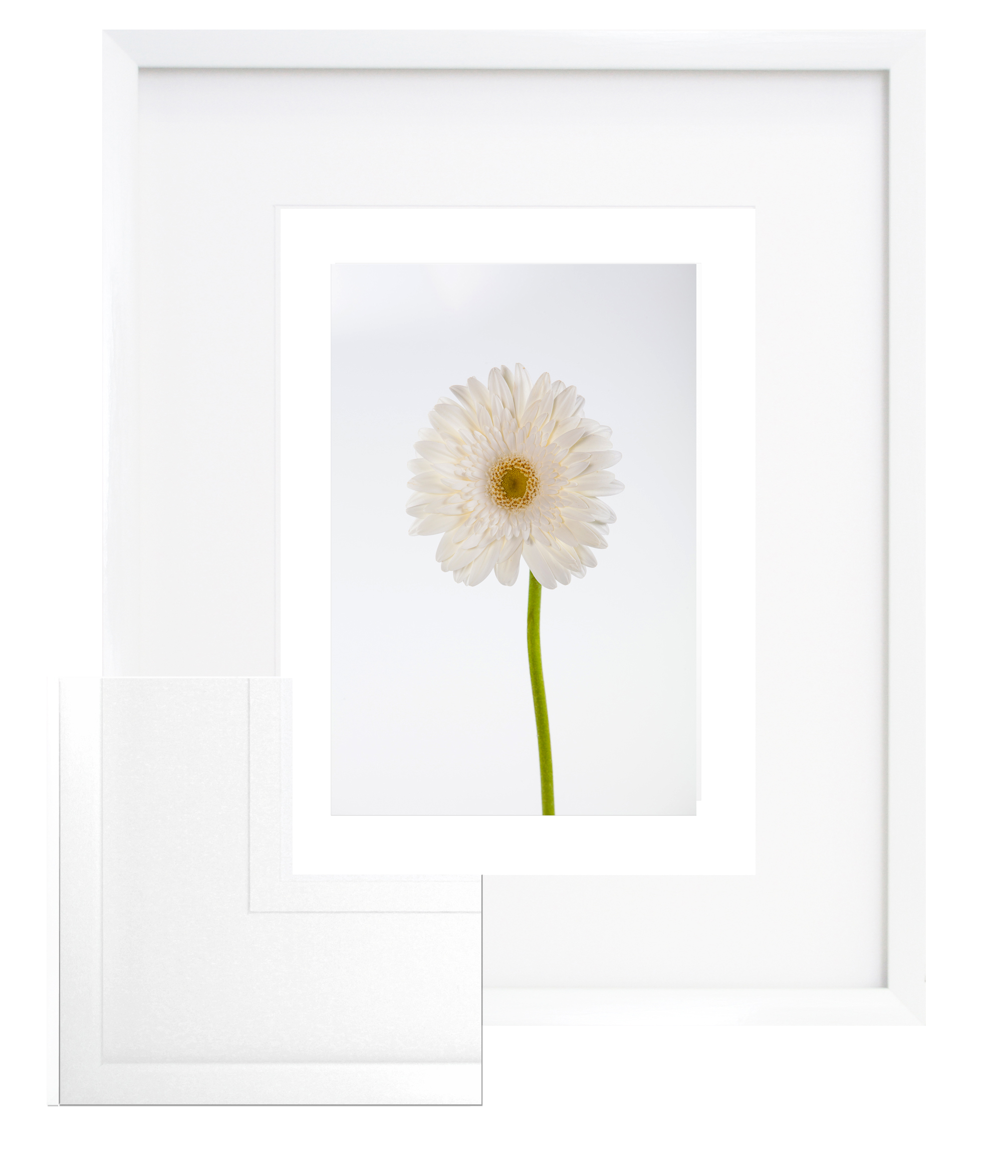 FP167 Wall décor art framed print floral white frame